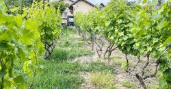 Casa cu teren 2052 mp in Saldabagiu de Munte
