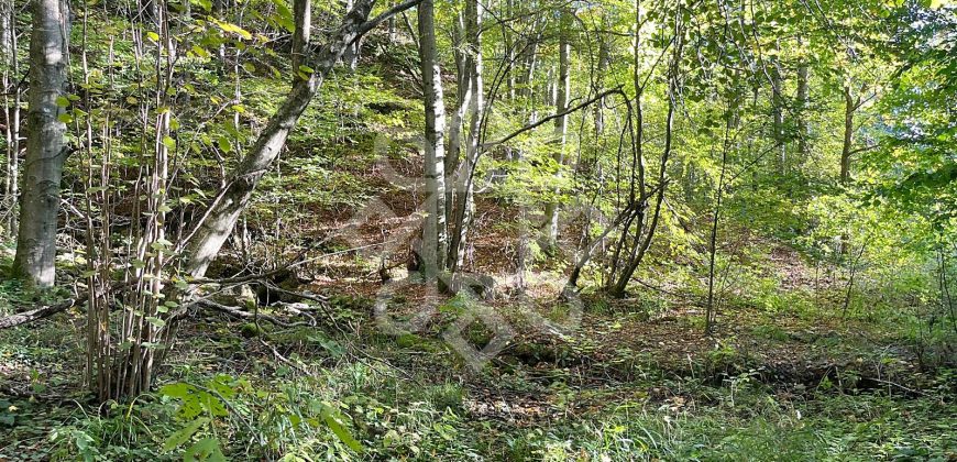 Teren pentru casa de vacanta pe Valea Bratcutei, Bihor